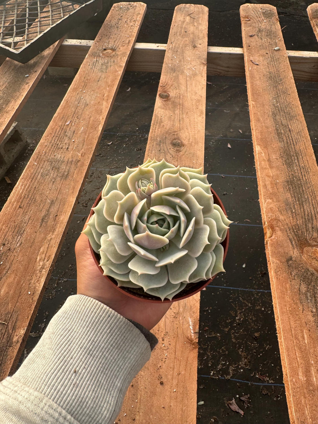 4” Echeveria Lola – Live Succulent House Plant – Rosette, Indoor Garden Gift