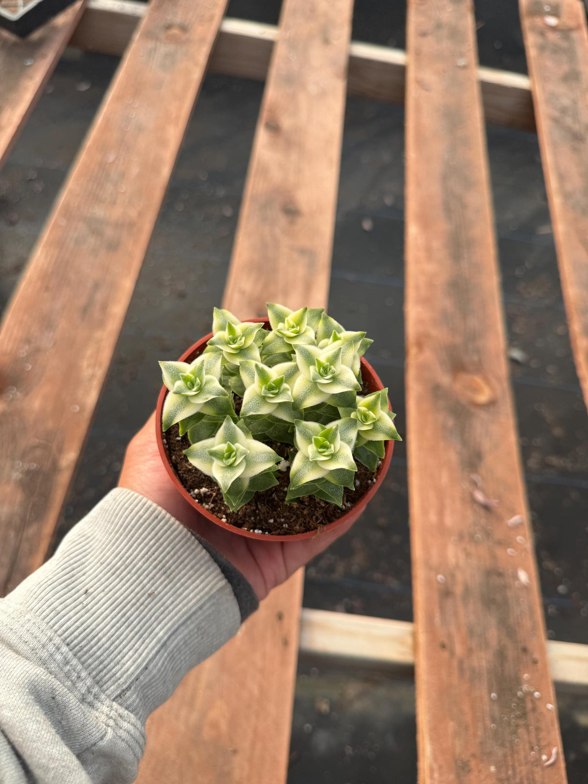 4” Variegated String of Buttons live plant, house plant