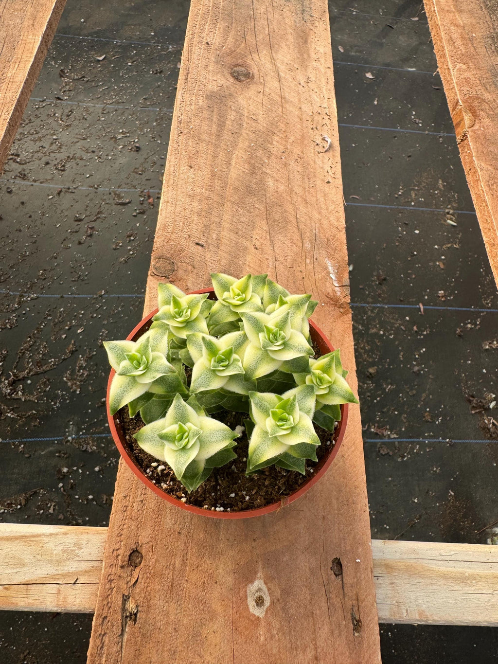 4” Variegated String of Buttons live plant, house plant