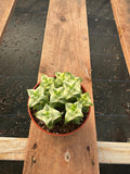 4” Variegated String of Buttons live plant, house plant