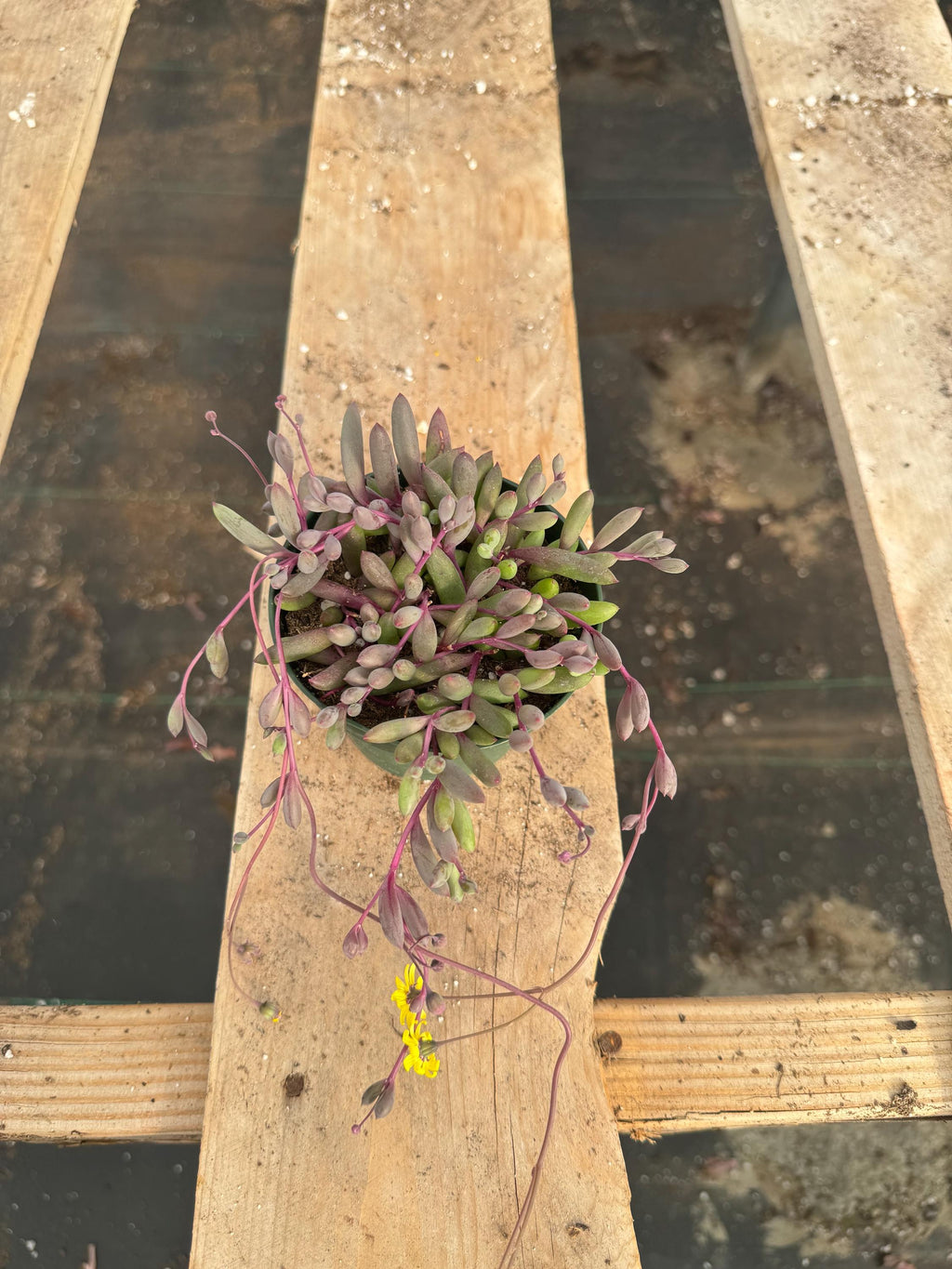 Ruby Necklace Succulent - 4” Senecio Live Plant, Trailing Houseplant