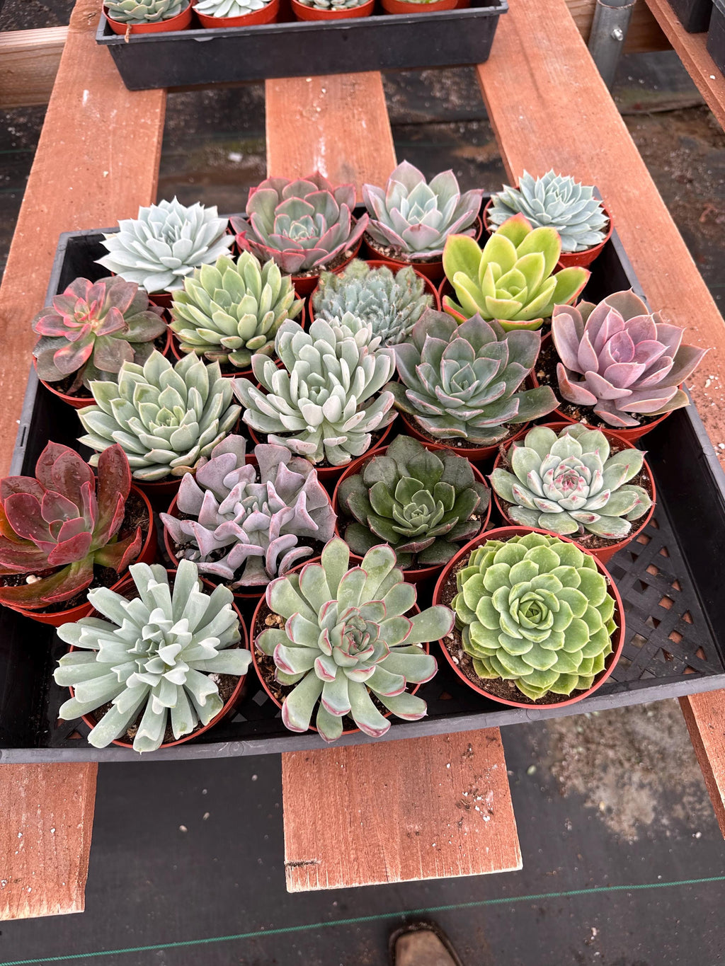 Echeveria Succulent Variety Pack – 4" Live Indoor Plants (6 Pack)