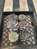 Echeveria Succulent Variety Pack – 4" Live Indoor Plants (6 Pack)