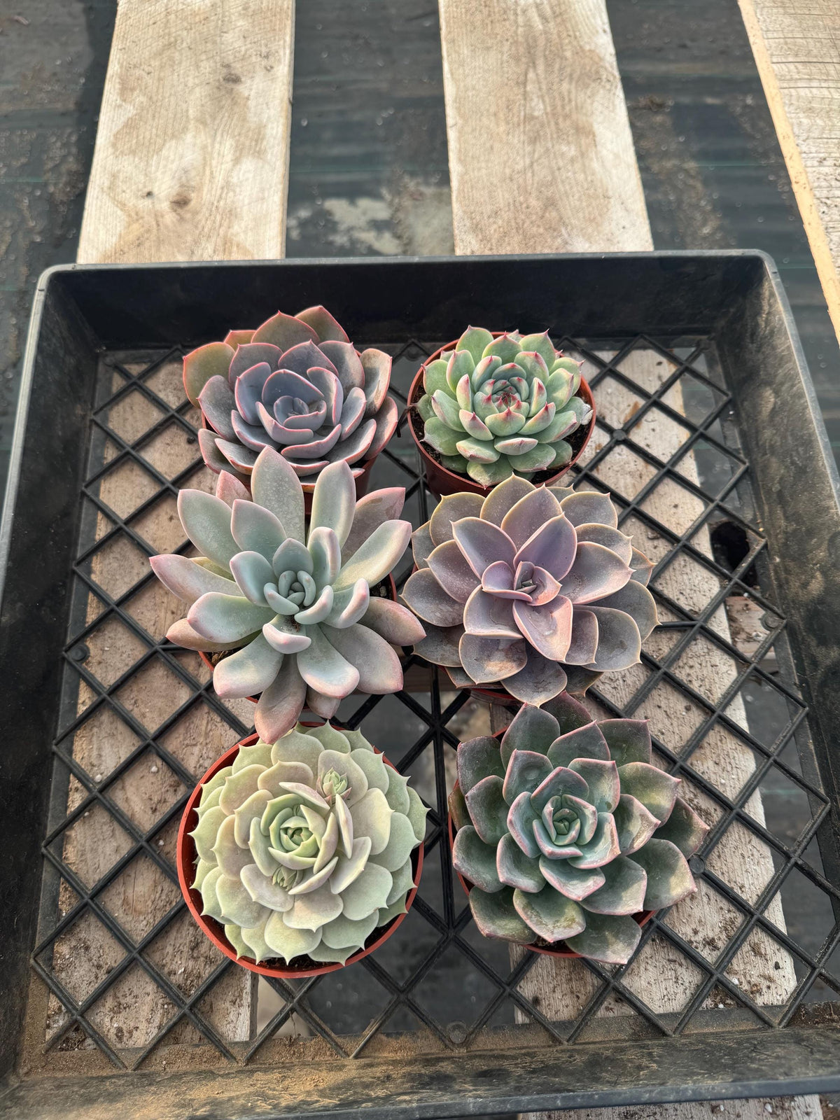 Echeveria Succulent Variety Pack – 4" Live Indoor Plants (6 Pack)