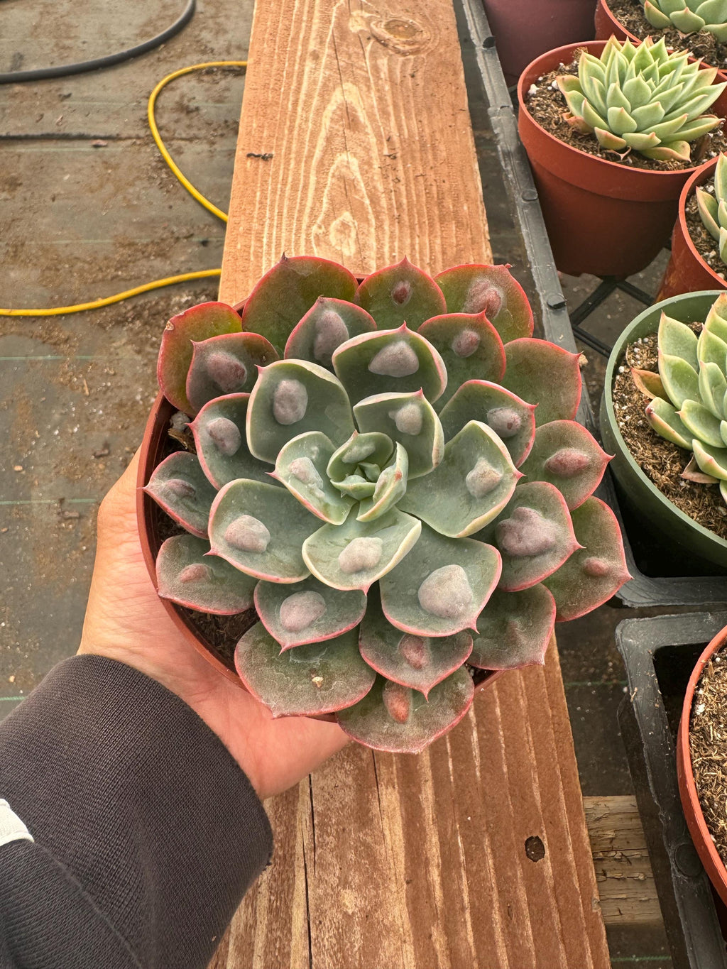 4” Echeveria ‘Raindrops’ – Unique Live Succulent Plant | Rare Rosette Houseplant