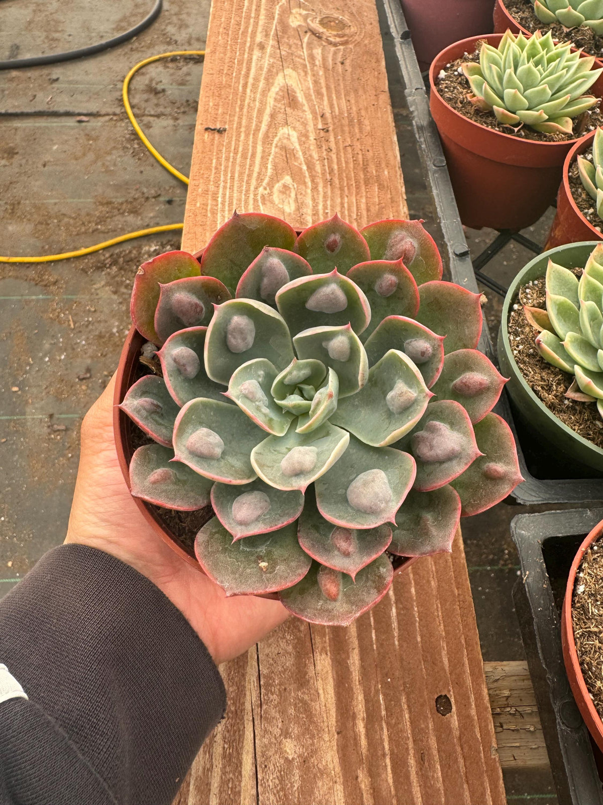 4” Echeveria ‘Raindrops’ – Unique Live Succulent Plant | Rare Rosette Houseplant