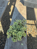4” Portulacaria Variegated – Live Succulent Plant | Variegated Elephant Bush | E