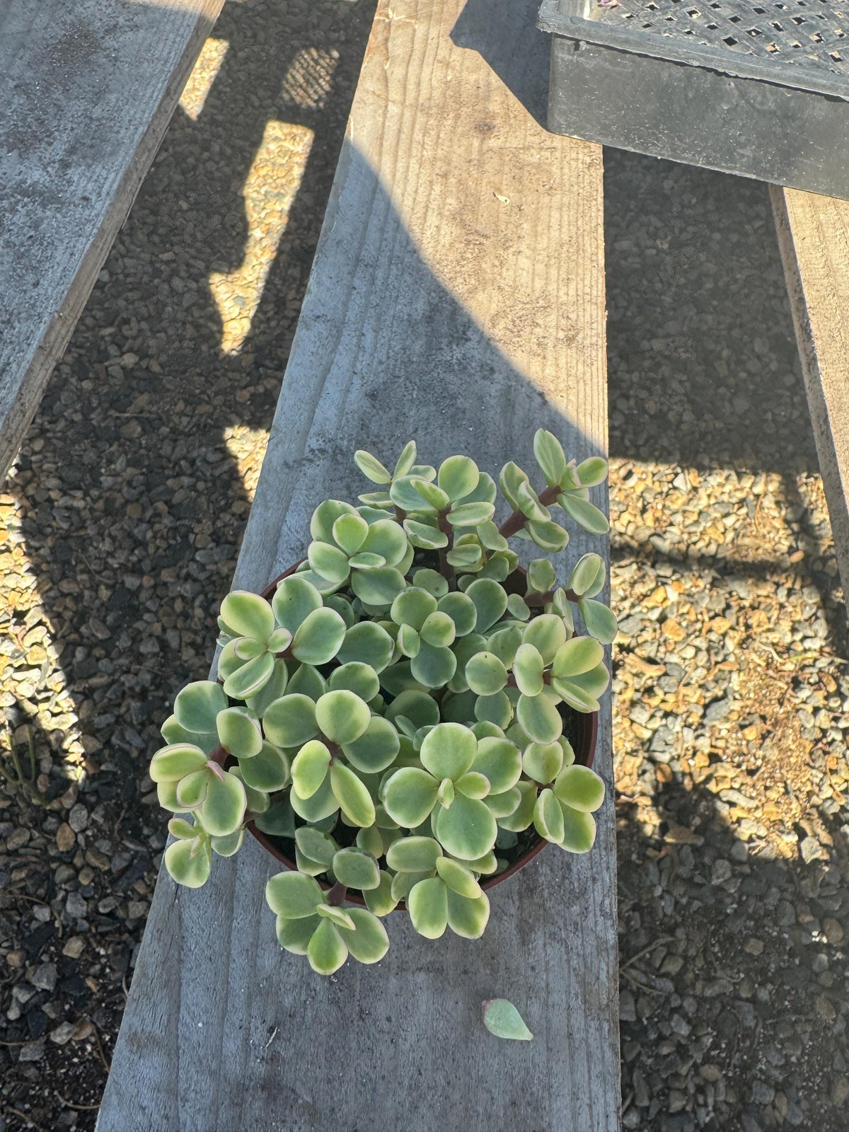 4” Portulacaria Variegated – Live Succulent Plant | Variegated Elephant Bush | E