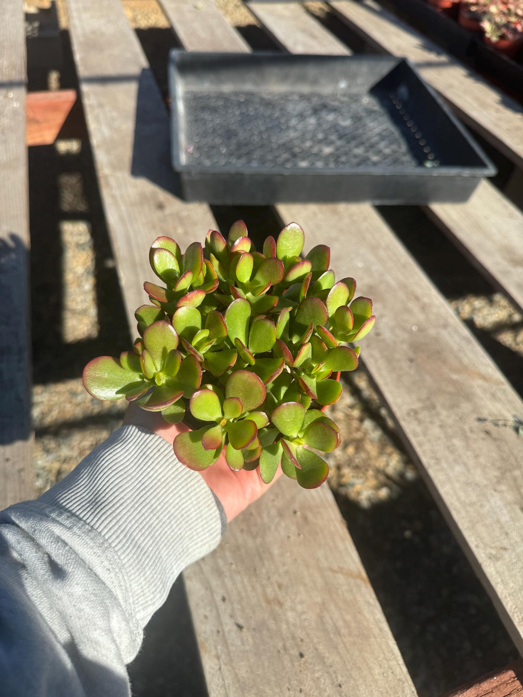 4” Jade Crosby Live Succulent – Easy Care Indoor Plant