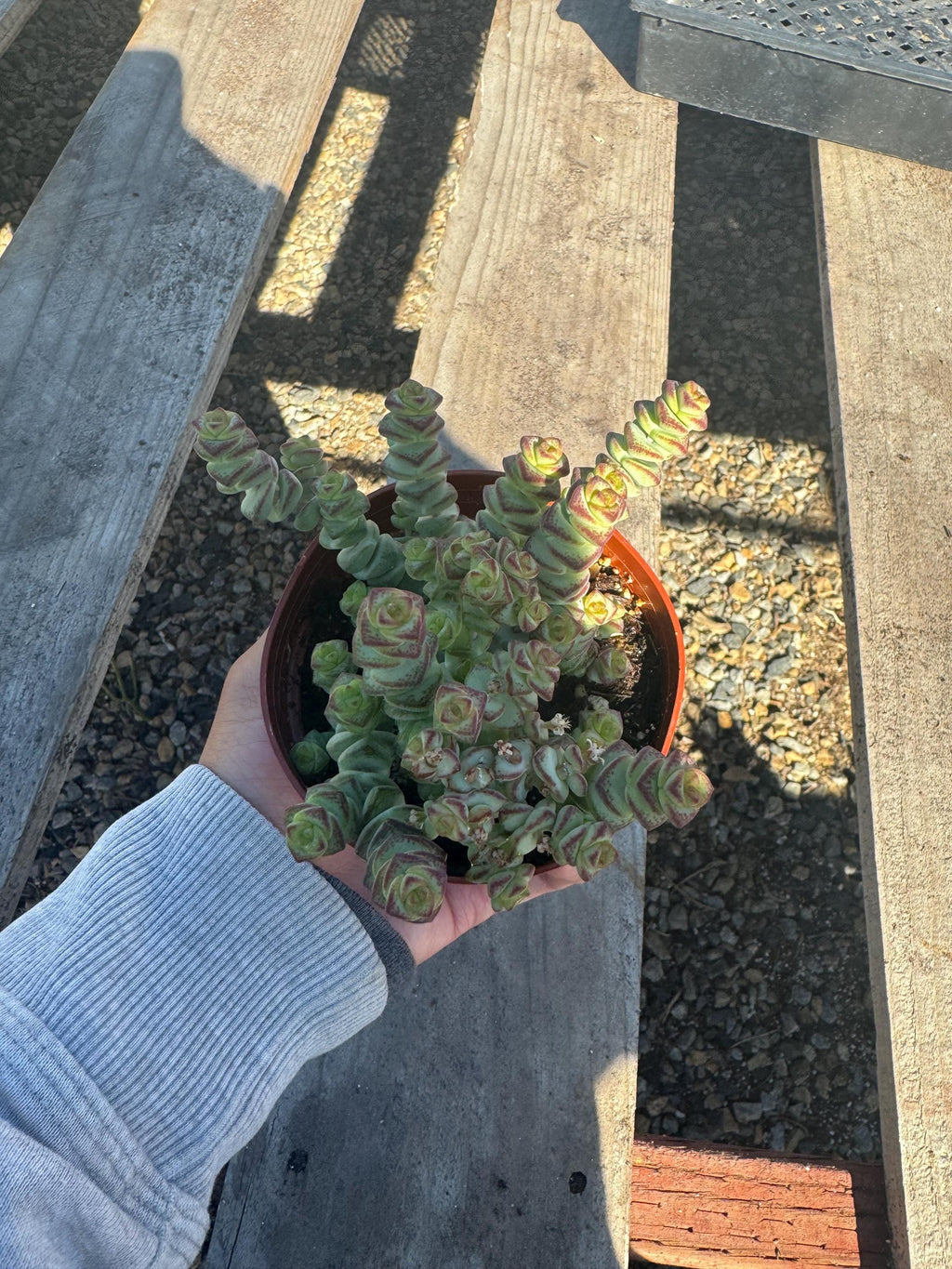 4” Crassula Baby Necklace – Live Succulent Plant | Trailing Houseplant | Easy Ca