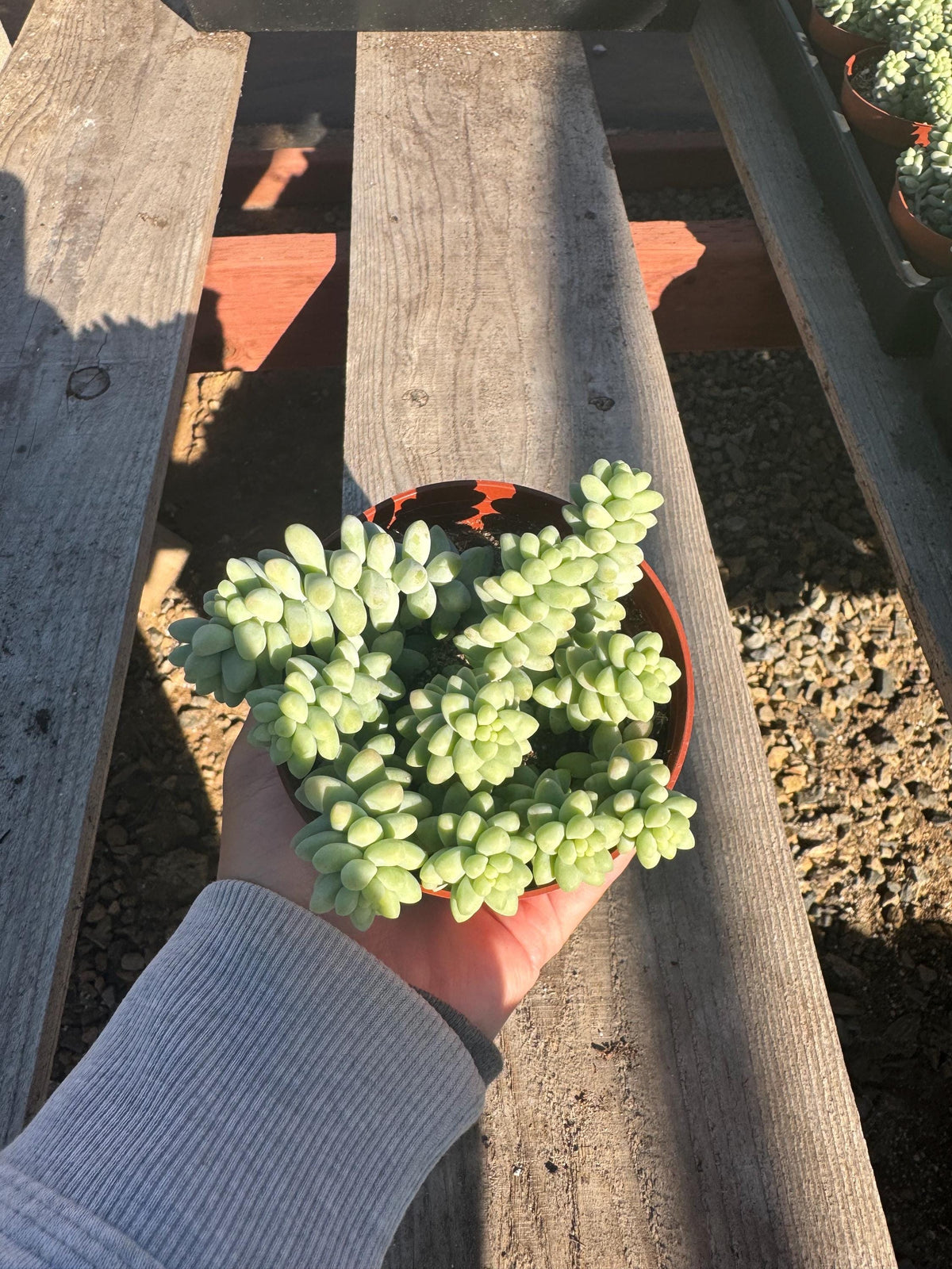 Donkey Tail Succulent (Sedum morganianum) – 4” Live Trailing Houseplant