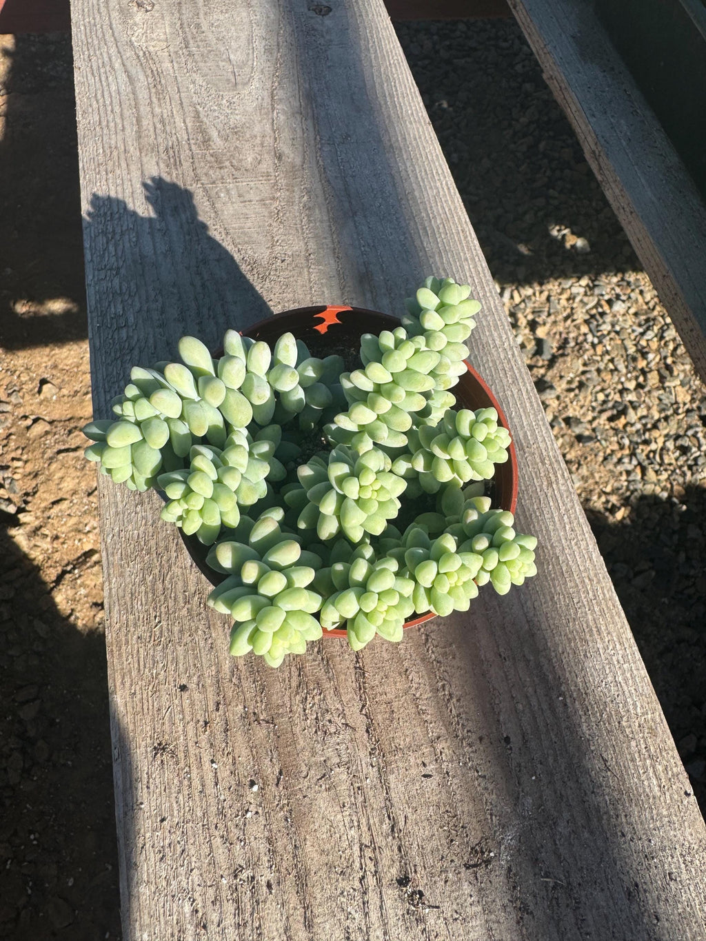 Donkey Tail Succulent (Sedum morganianum) – 4” Live Trailing Houseplant