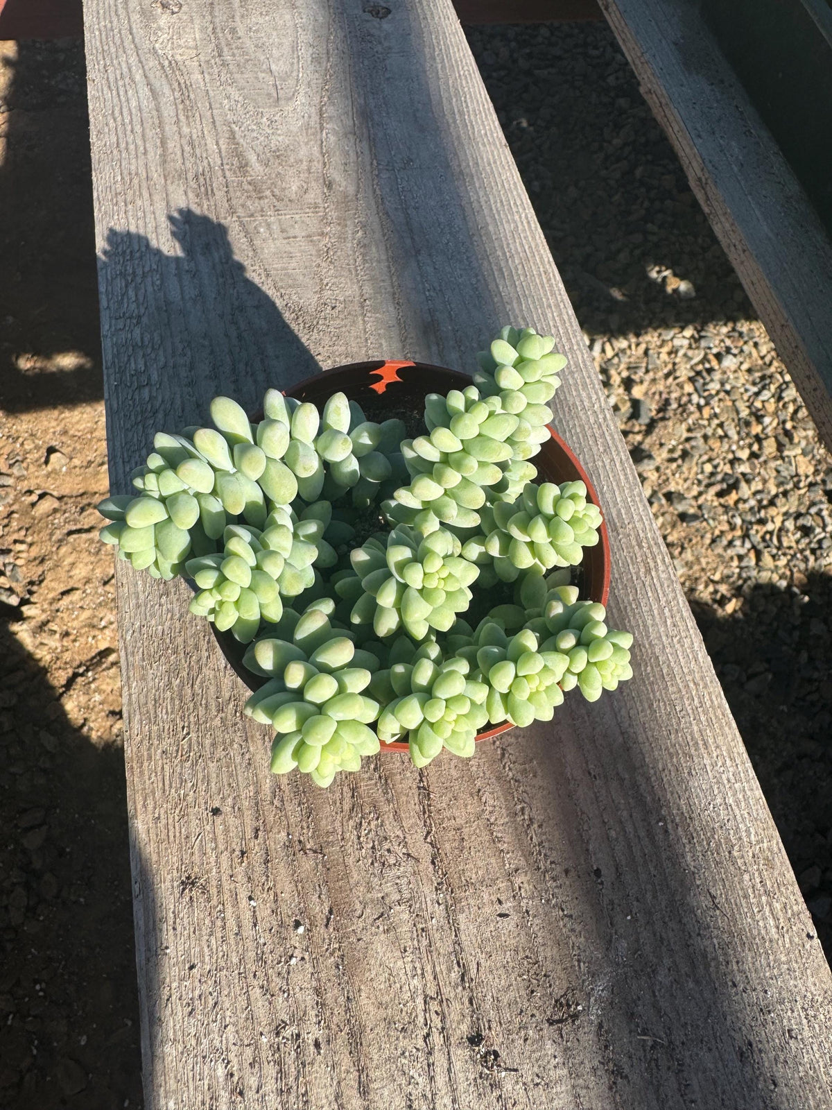 Donkey Tail Succulent (Sedum morganianum) – 4” Live Trailing Houseplant