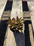 4” Kalanchoe Tomentosa ‘Chocolate’ – Live Succulent Plant | Fuzzy Panda Plant | 