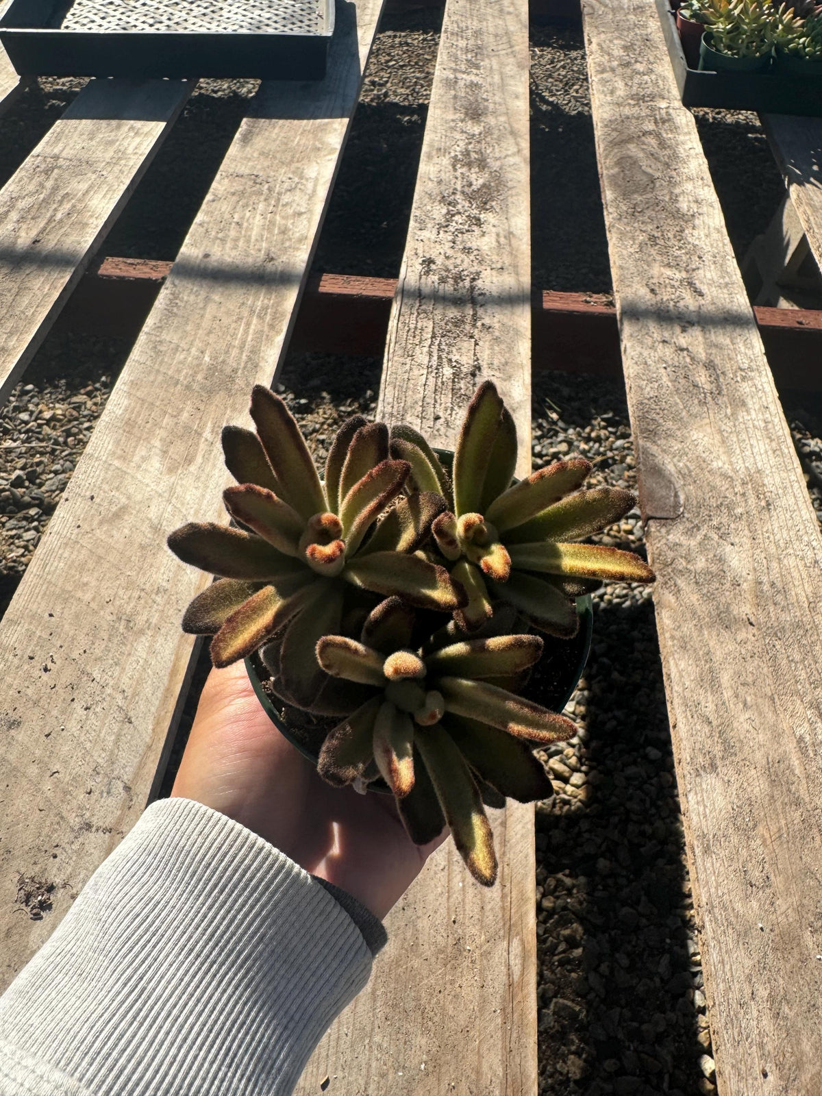 4” Kalanchoe Tomentosa ‘Chocolate’ – Live Succulent Plant | Fuzzy Panda Plant | 