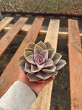 4” Perle Von Succulent – Live House Plant – Indoor Garden Gift, Easy Care