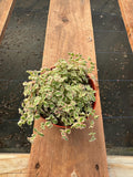 4” Sedum ‘Little Missy’ – Live Succulent Plant | Compact Stonecrop | Easy Care I