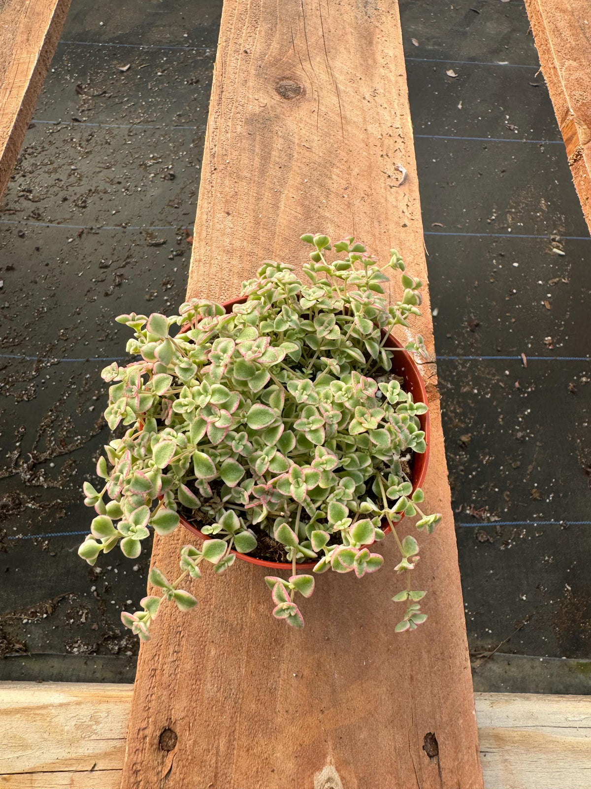 4” Sedum ‘Little Missy’ – Live Succulent Plant | Compact Stonecrop | Easy Care I