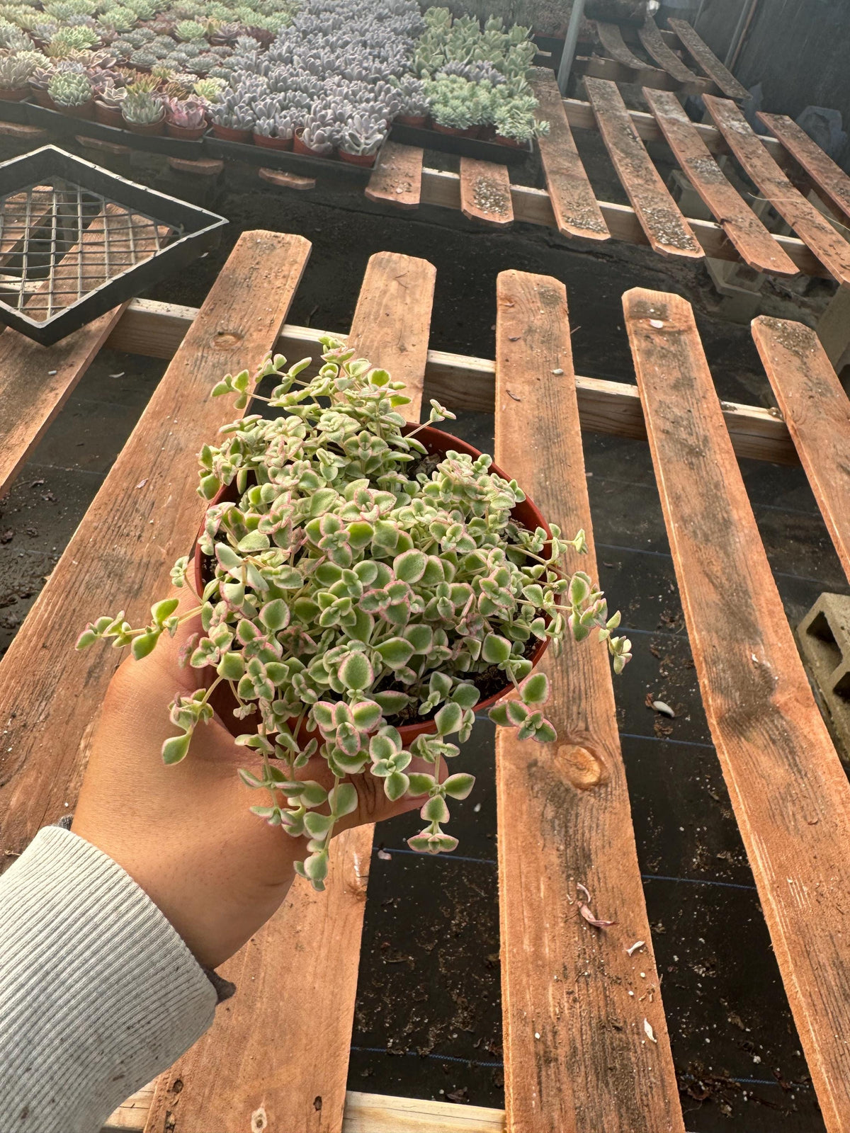 4” Sedum ‘Little Missy’ – Live Succulent Plant | Compact Stonecrop | Easy Care I