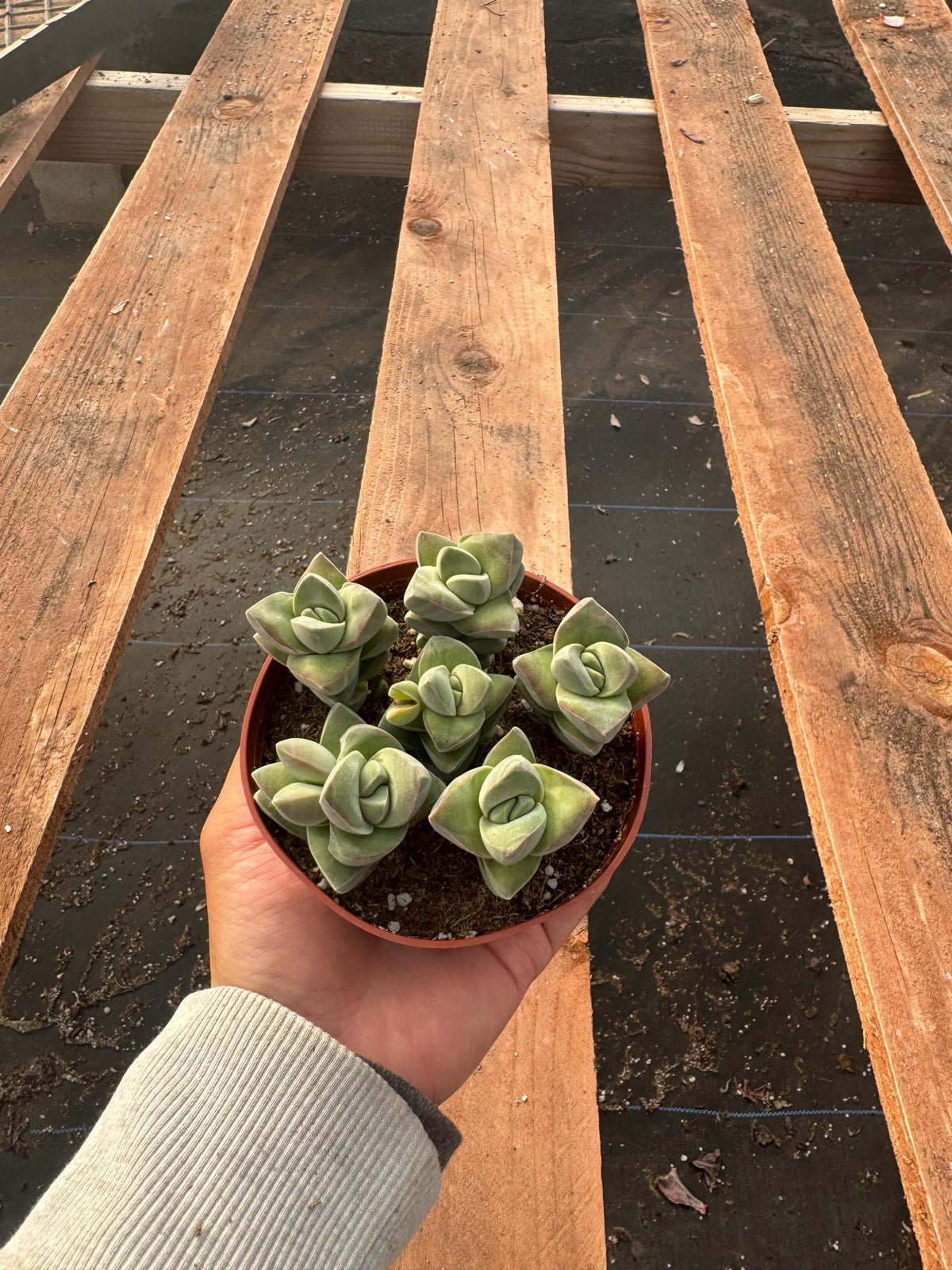 Crassula 'Moonglow' Succulent - Stacked Geometric Indoor Plant