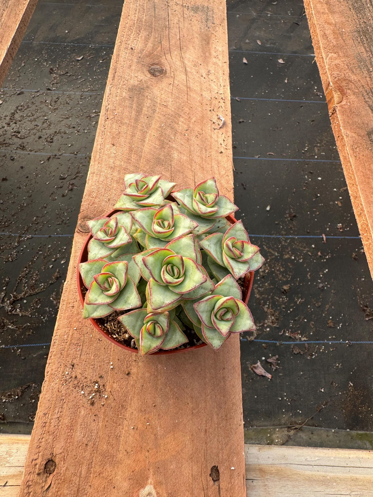 Crassula Perforata 'Buttons' – 4" Live Stacked Succulent