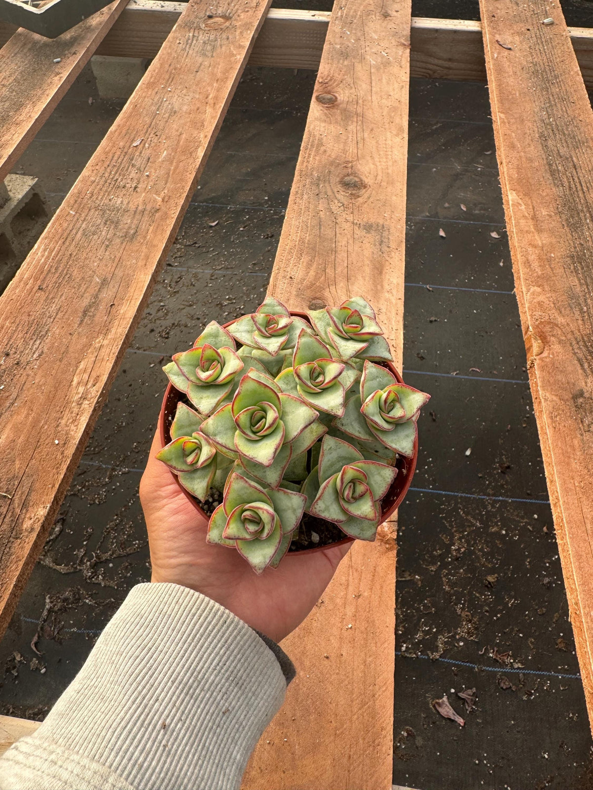 Crassula Perforata 'Buttons' – 4" Live Stacked Succulent