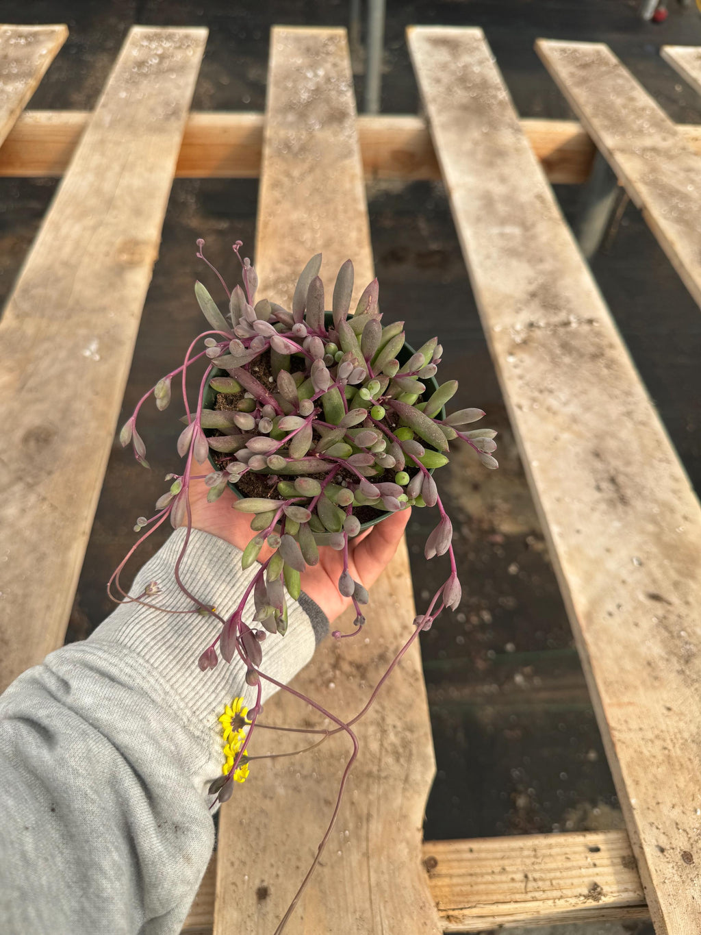 Ruby Necklace Succulent - 4” Senecio Live Plant, Trailing Houseplant