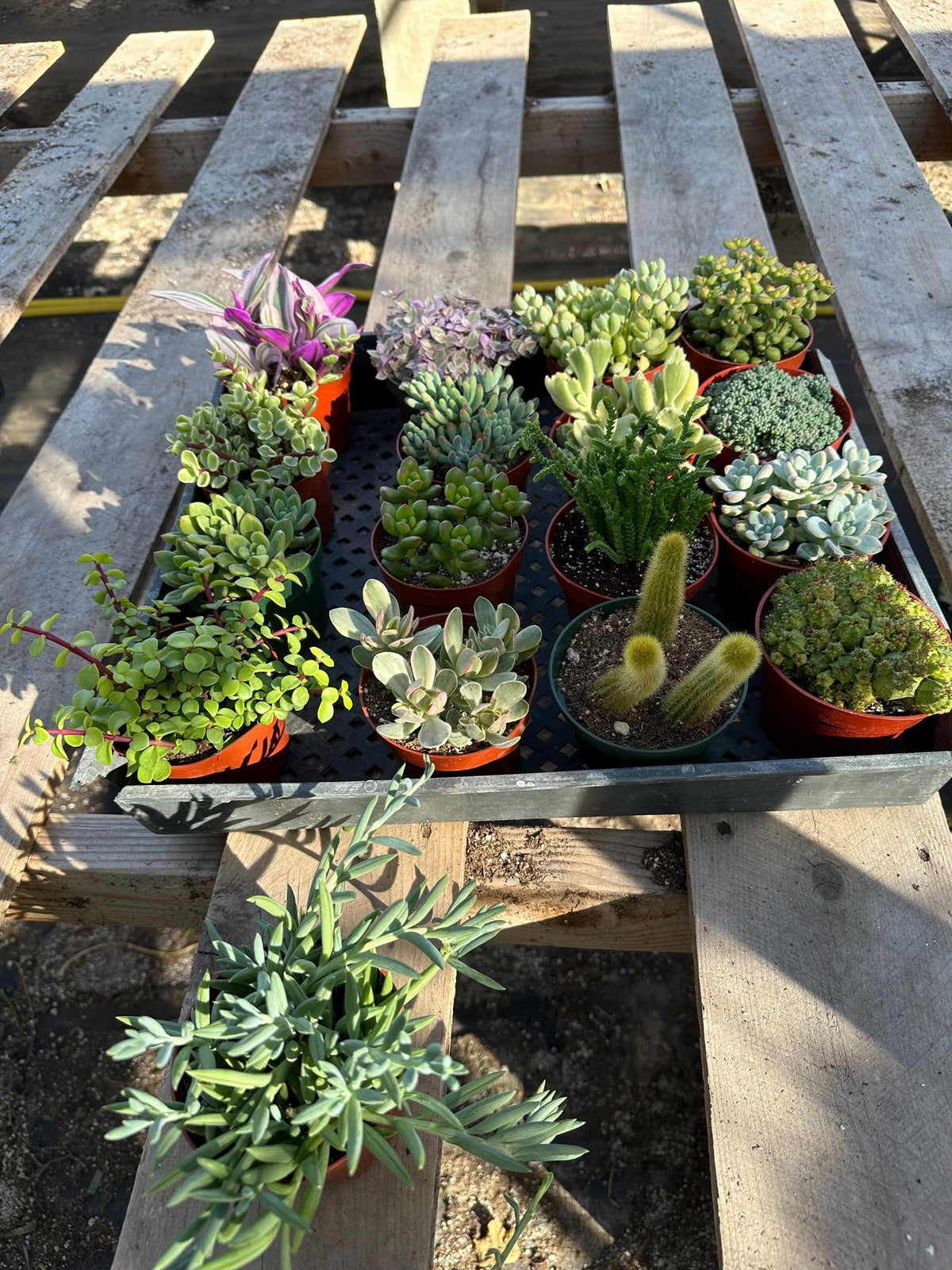 Echeveria Succulent Variety Pack – 4" Live Indoor Plants (6 Pack)