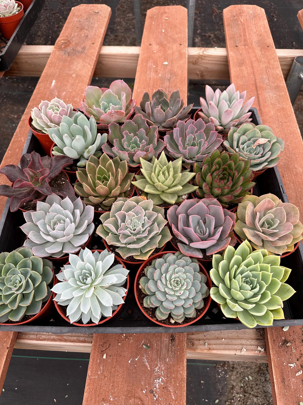 Echeveria Succulent Variety Pack – 4" Live Indoor Plants (6 Pack)