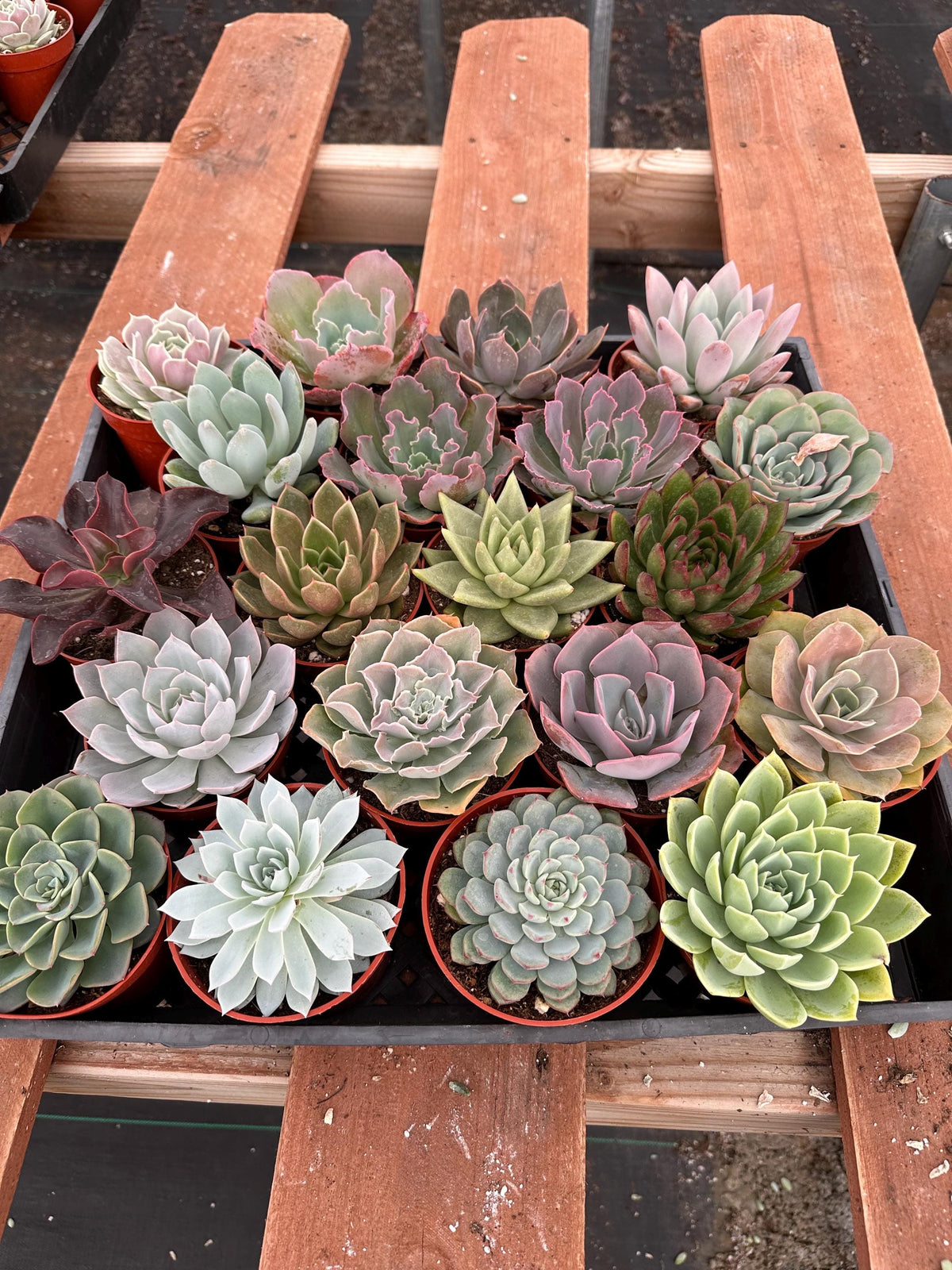 Echeveria Succulent Variety Pack – 4" Live Indoor Plants (6 Pack)