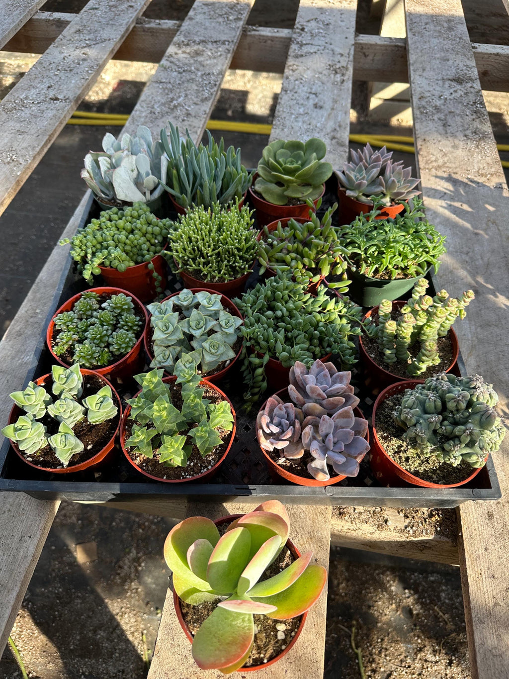 Echeveria Succulent Variety Pack – 4" Live Indoor Plants (6 Pack)