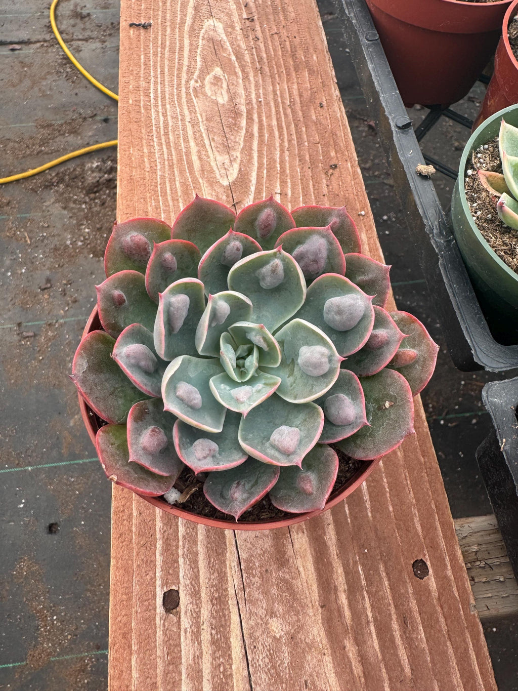 4” Echeveria ‘Raindrops’ – Unique Live Succulent Plant | Rare Rosette Houseplant