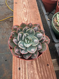 4” Echeveria ‘Raindrops’ – Unique Live Succulent Plant | Rare Rosette Houseplant