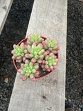 4” Variegated jelly beans live plant, house plant