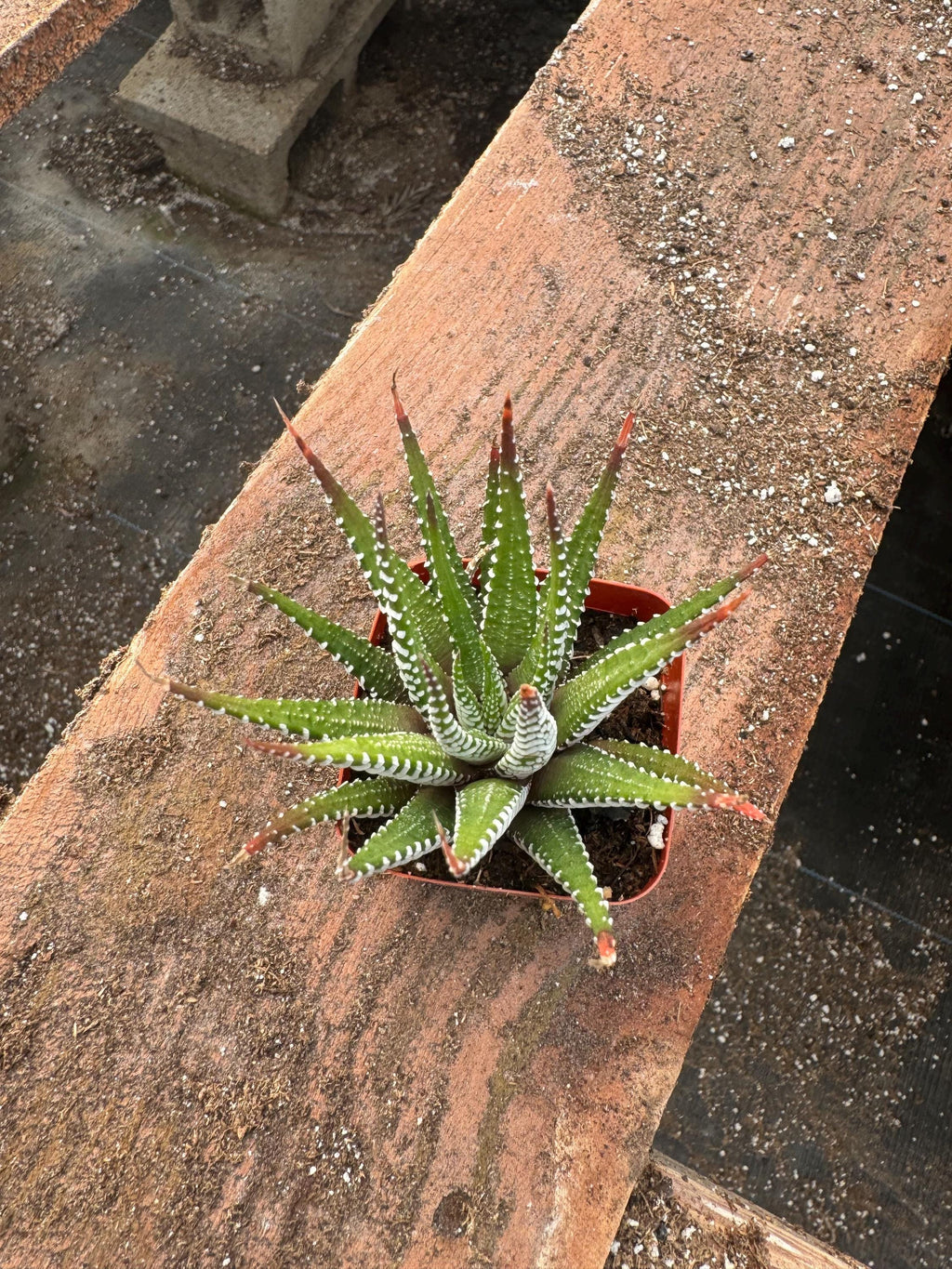 2” Haworthia Zebra (20 Pack) – Live Succulent Plants | Easy Care Houseplants | I