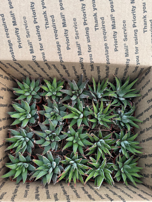 2” Haworthia Zebra (20 Pack) – Live Succulent Plants | Easy Care Houseplants | I