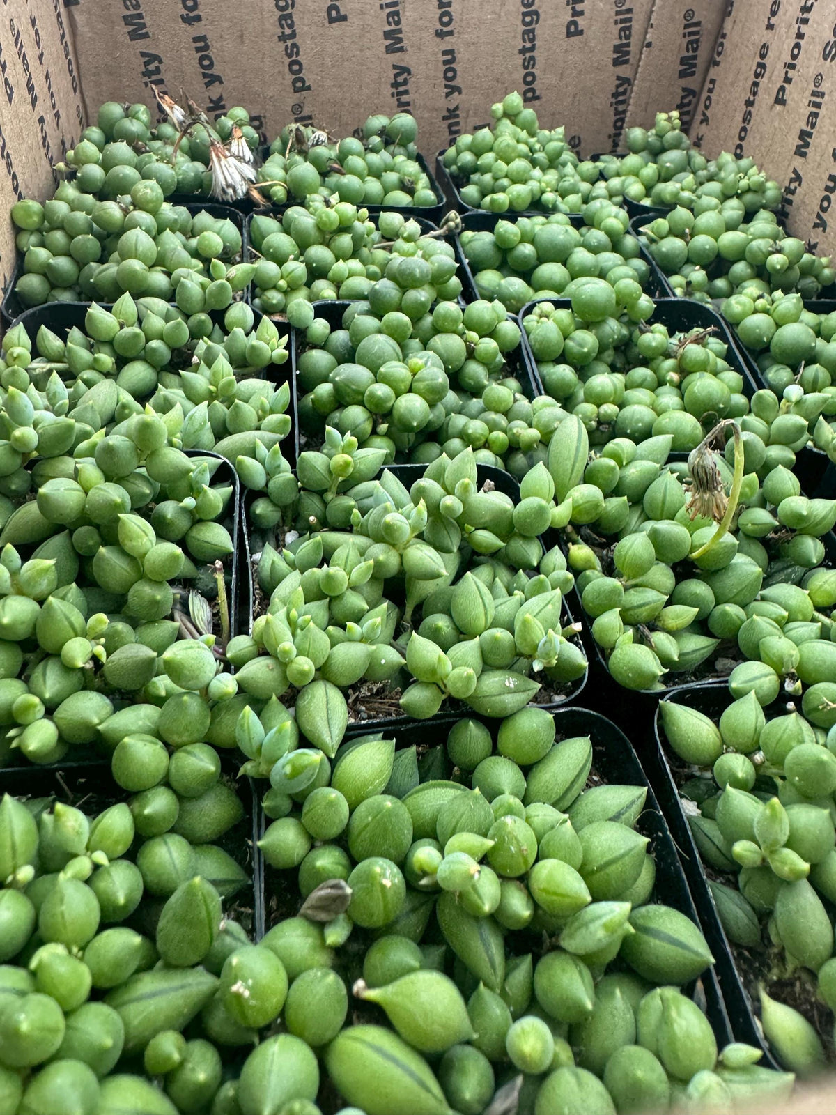 2" String of Pearls/Tears Succulent - Live Indoor Hanging Plant (20 Pack)