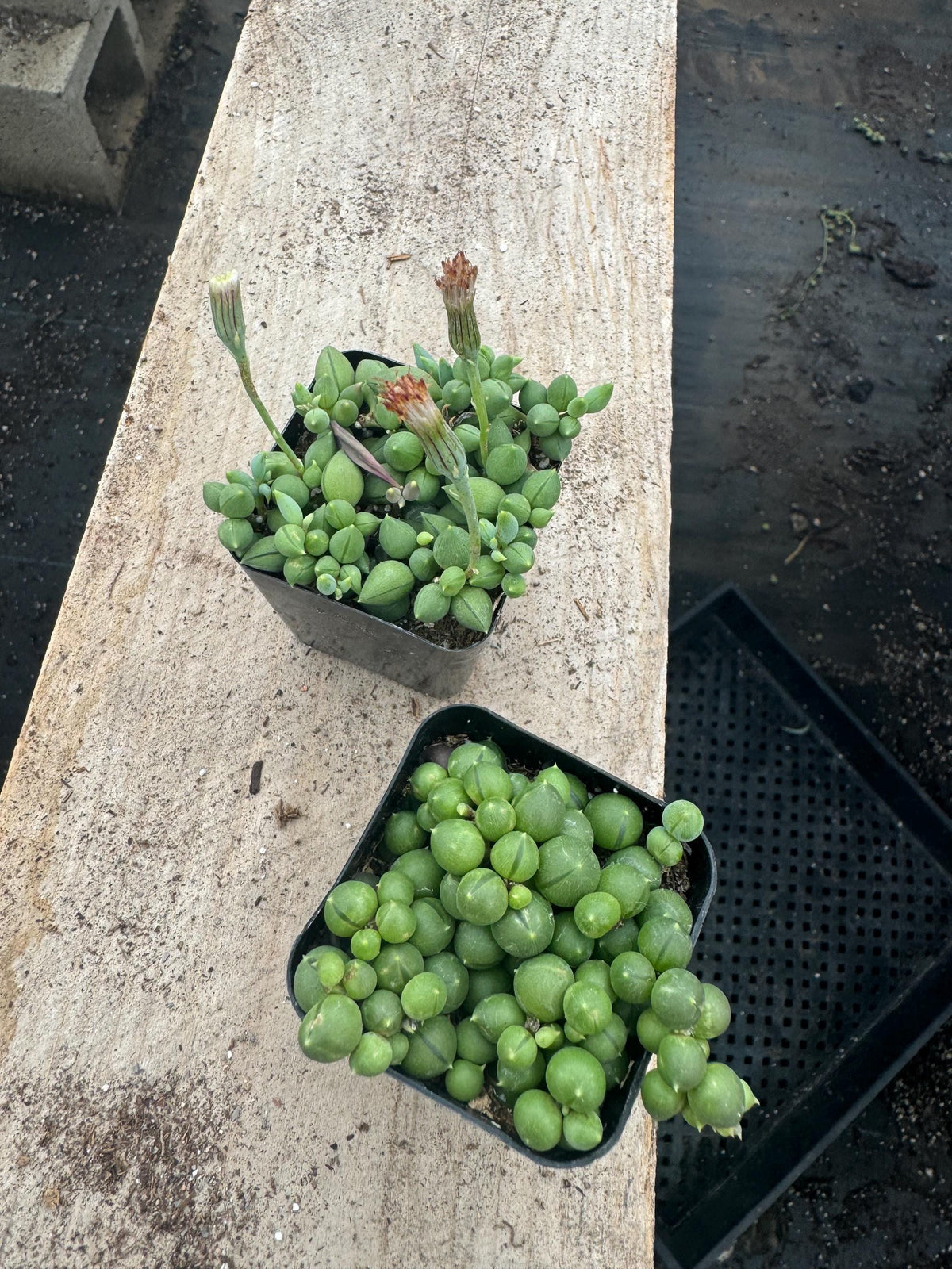 2" String of Pearls/Tears Succulent - Live Indoor Hanging Plant (20 Pack)
