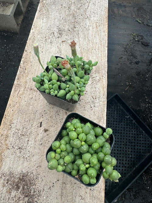 2" String of Pearls/Tears Succulent - Live Indoor Hanging Plant (20 Pack)
