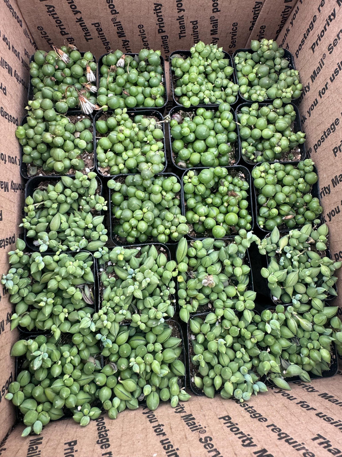 2" String of Pearls/Tears Succulent - Live Indoor Hanging Plant (20 Pack)