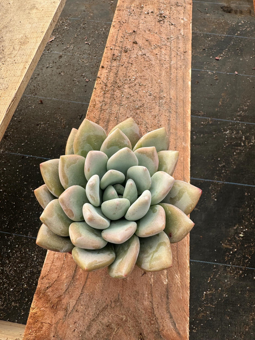 4” Echeveria ‘Paulina’ - Live Rosette Succulent