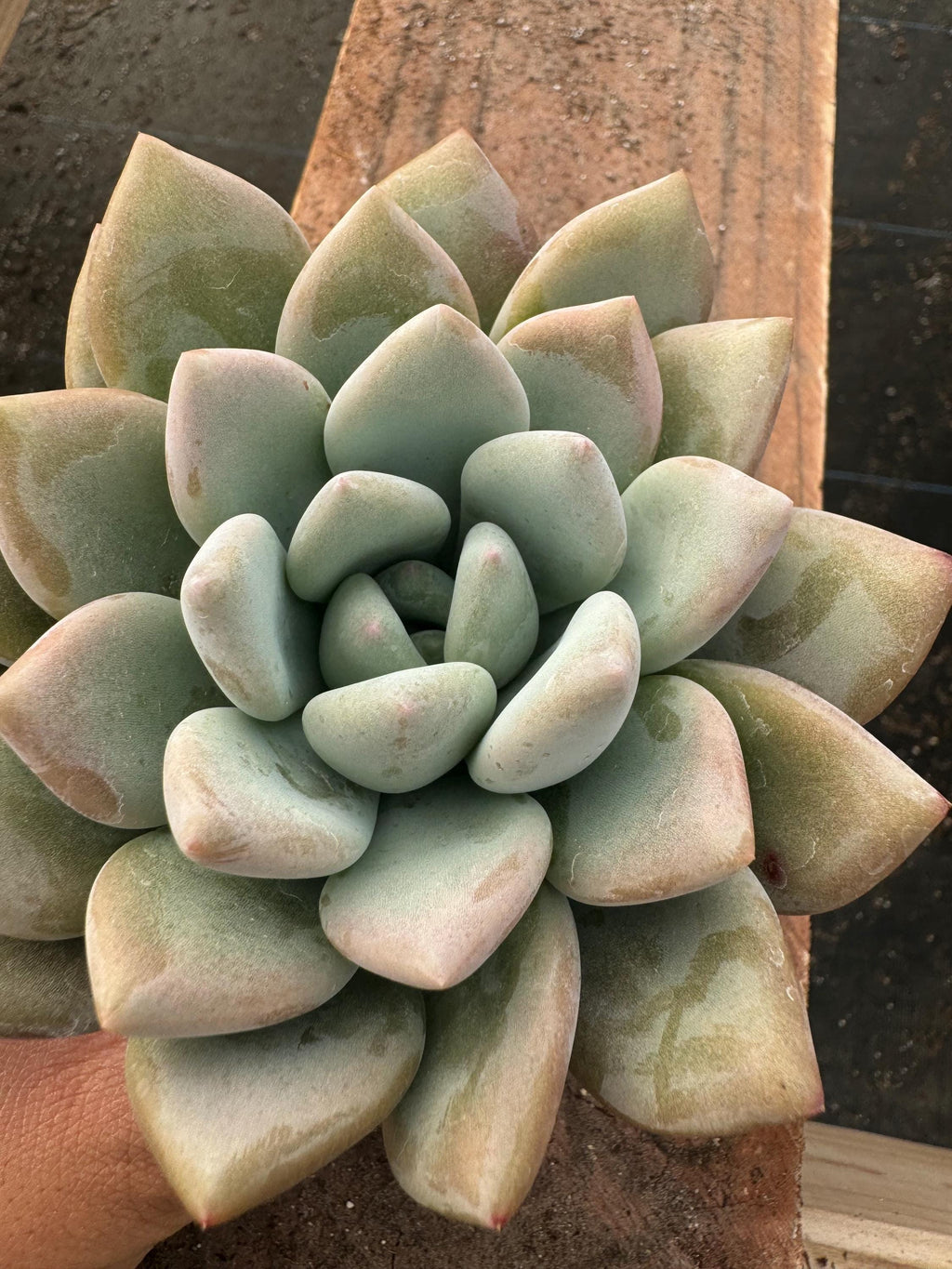 4” Echeveria ‘Paulina’ - Live Rosette Succulent
