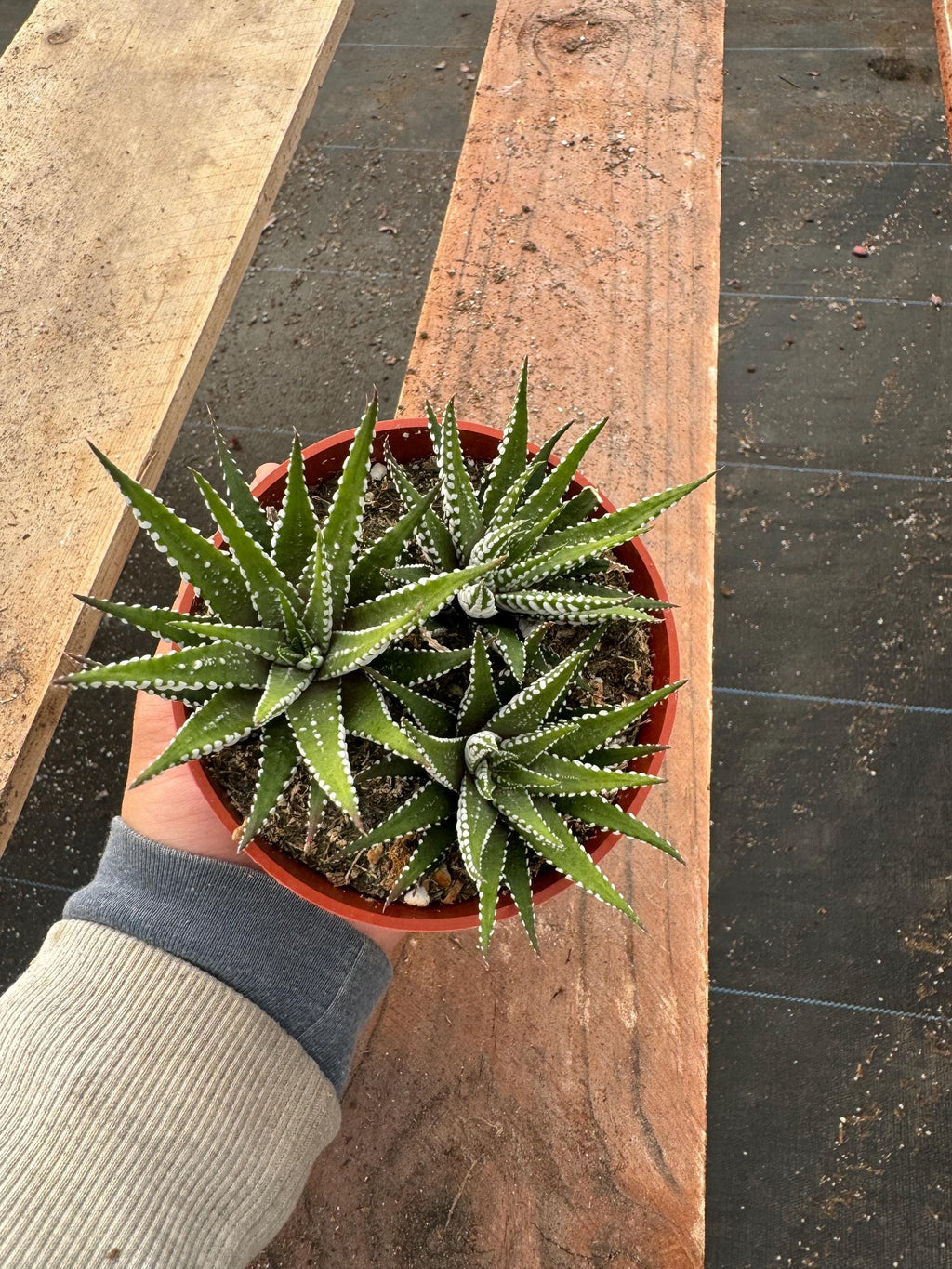 4” Haworthia Zebra – Live Succulent Plant | Striped Indoor Houseplant | Easy Car