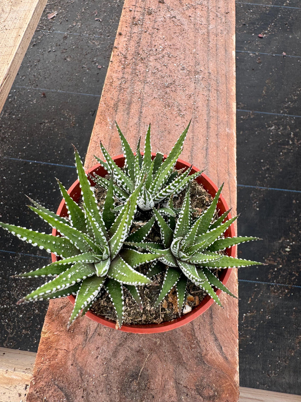 4” Haworthia Zebra – Live Succulent Plant | Striped Indoor Houseplant | Easy Car