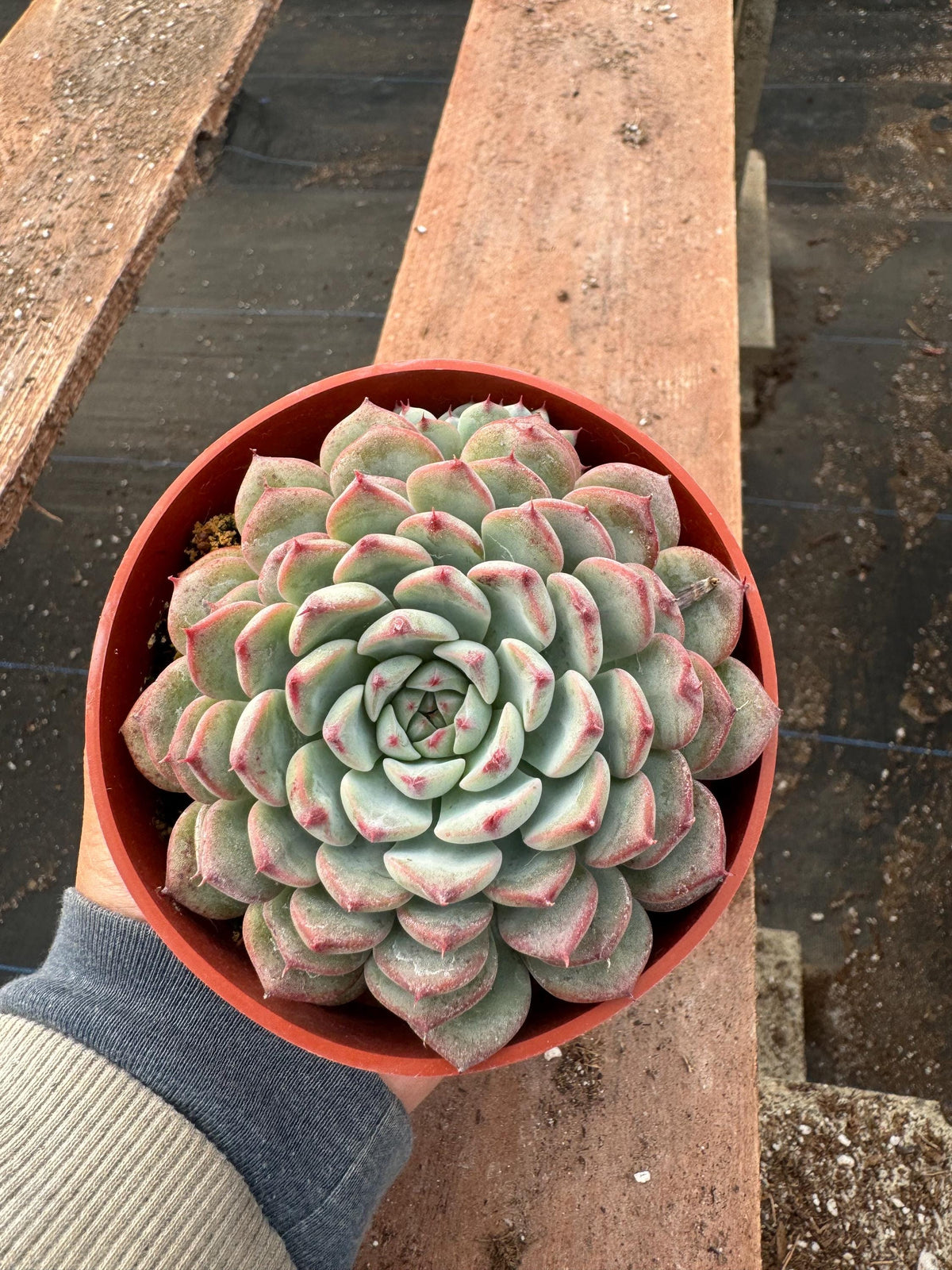 4” Echeveria ‘Pinwheel’ | Rosette Succulent Houseplant | Color-Changing Easy Car