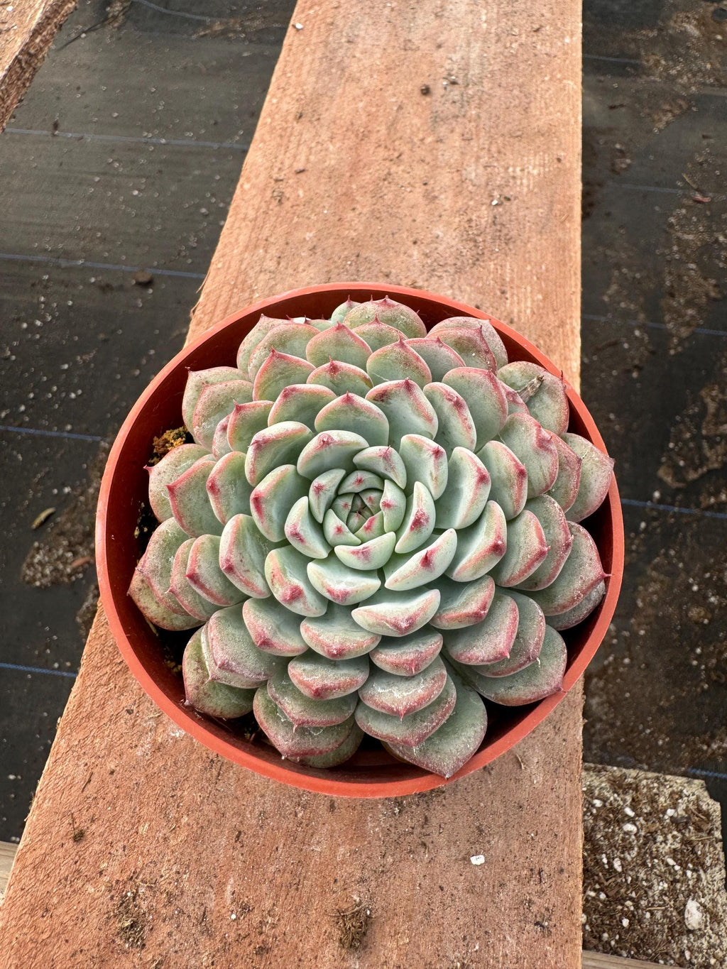 4” Echeveria ‘Pinwheel’ | Rosette Succulent Houseplant | Color-Changing Easy Car