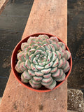 4” Echeveria ‘Pinwheel’ | Rosette Succulent Houseplant | Color-Changing Easy Car