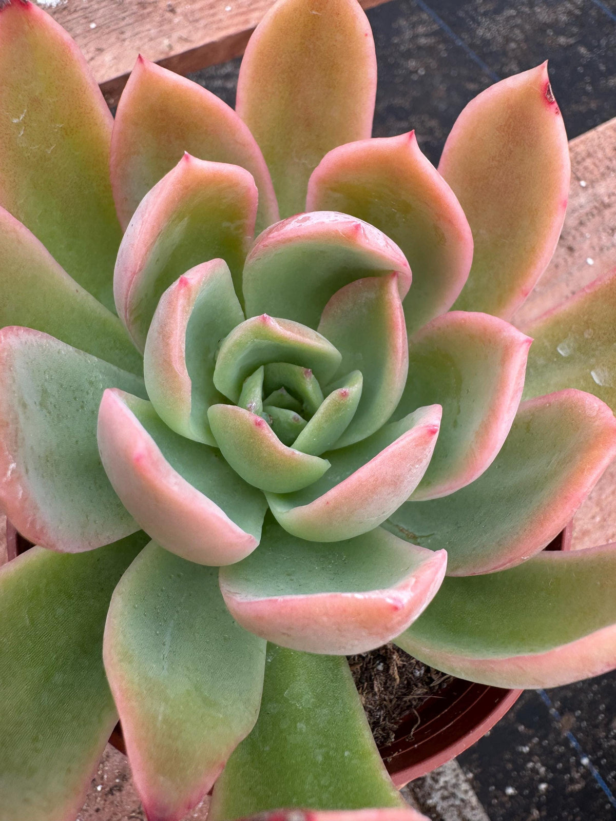 Echeveria 'Tulip' Succulent – 4” Live Rosette Houseplant