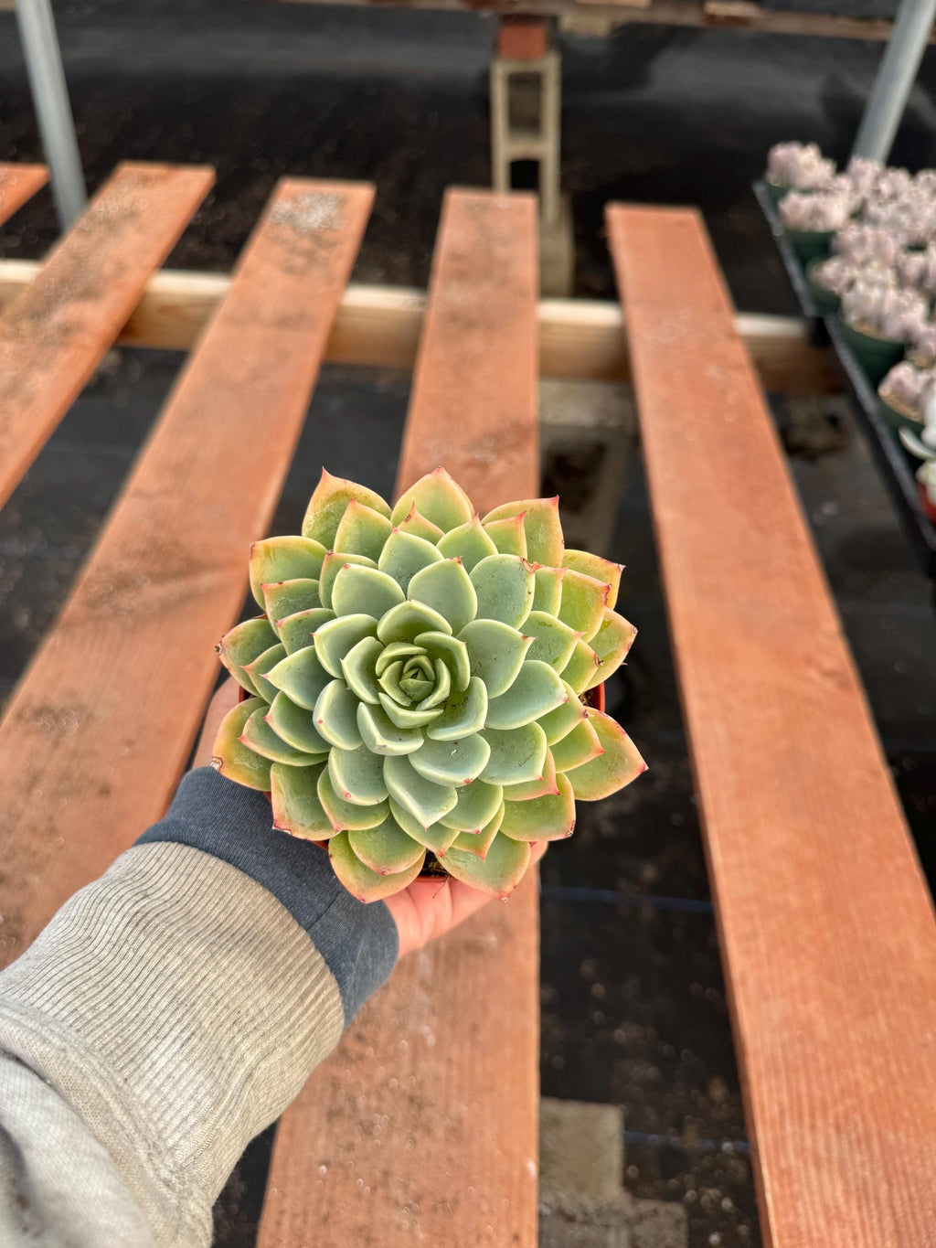 4” Echeveria ‘Blue Atoll’ – Live Rosette Succulent Houseplant