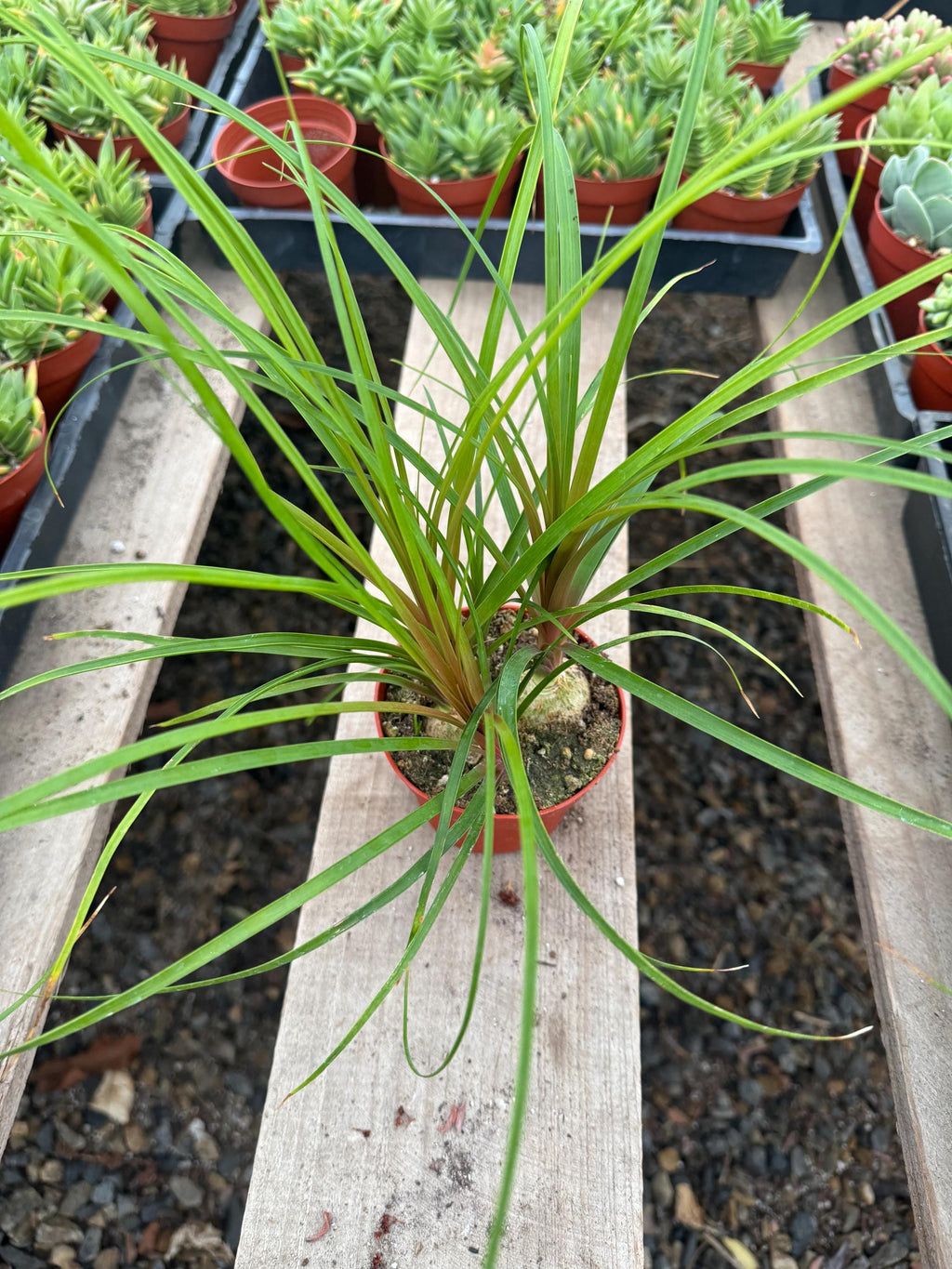 4” Ponytail Palm – Live Indoor Houseplant, Elephant Foot Tree